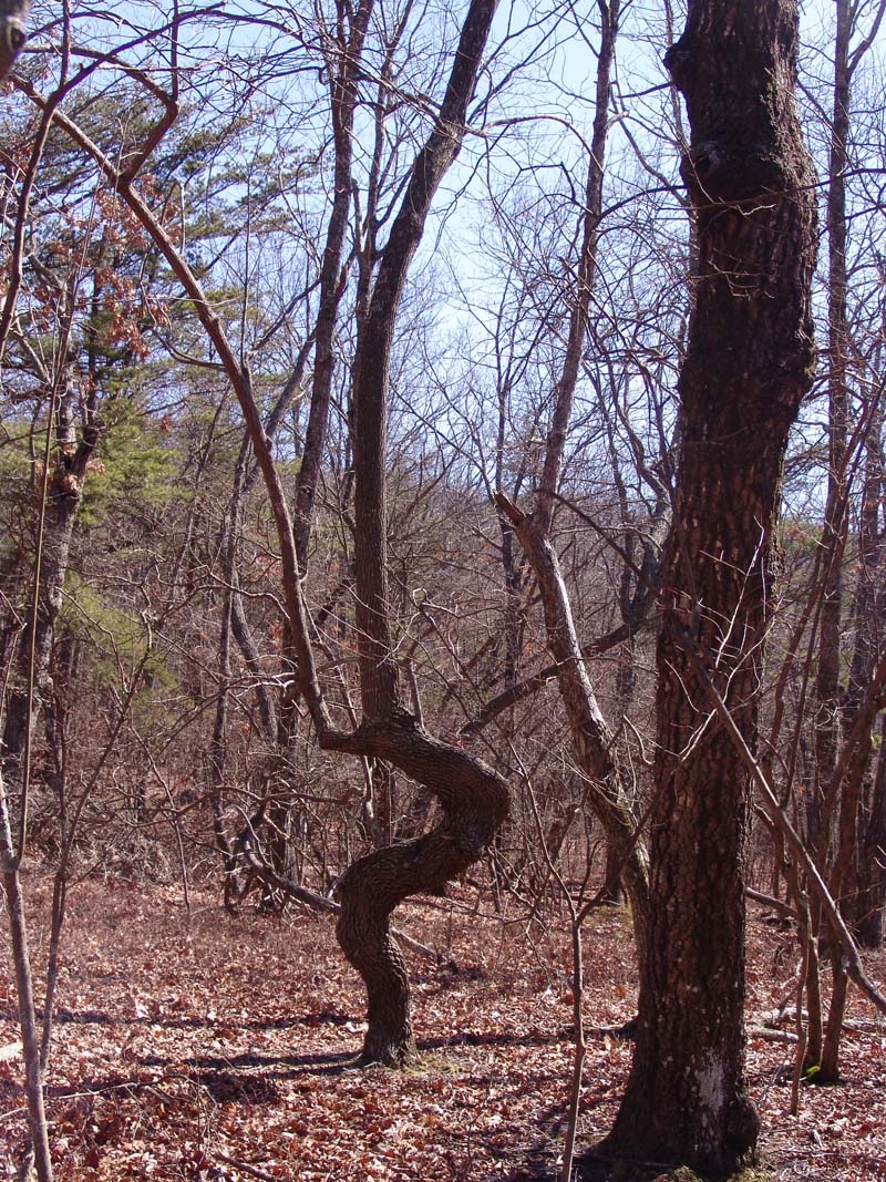 Cheaha Feb 035