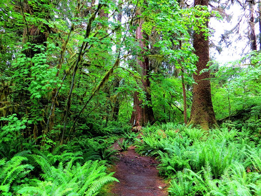 Mount Rainier 2012 272