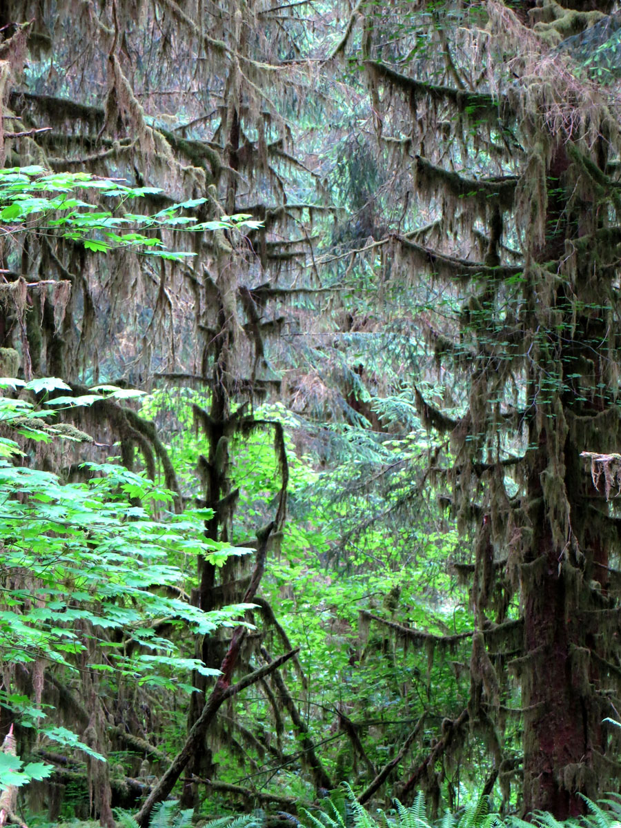 Mount Rainier 2012 273