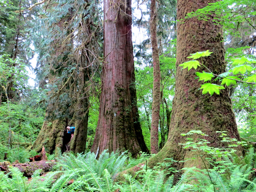 Mount Rainier 2012 274