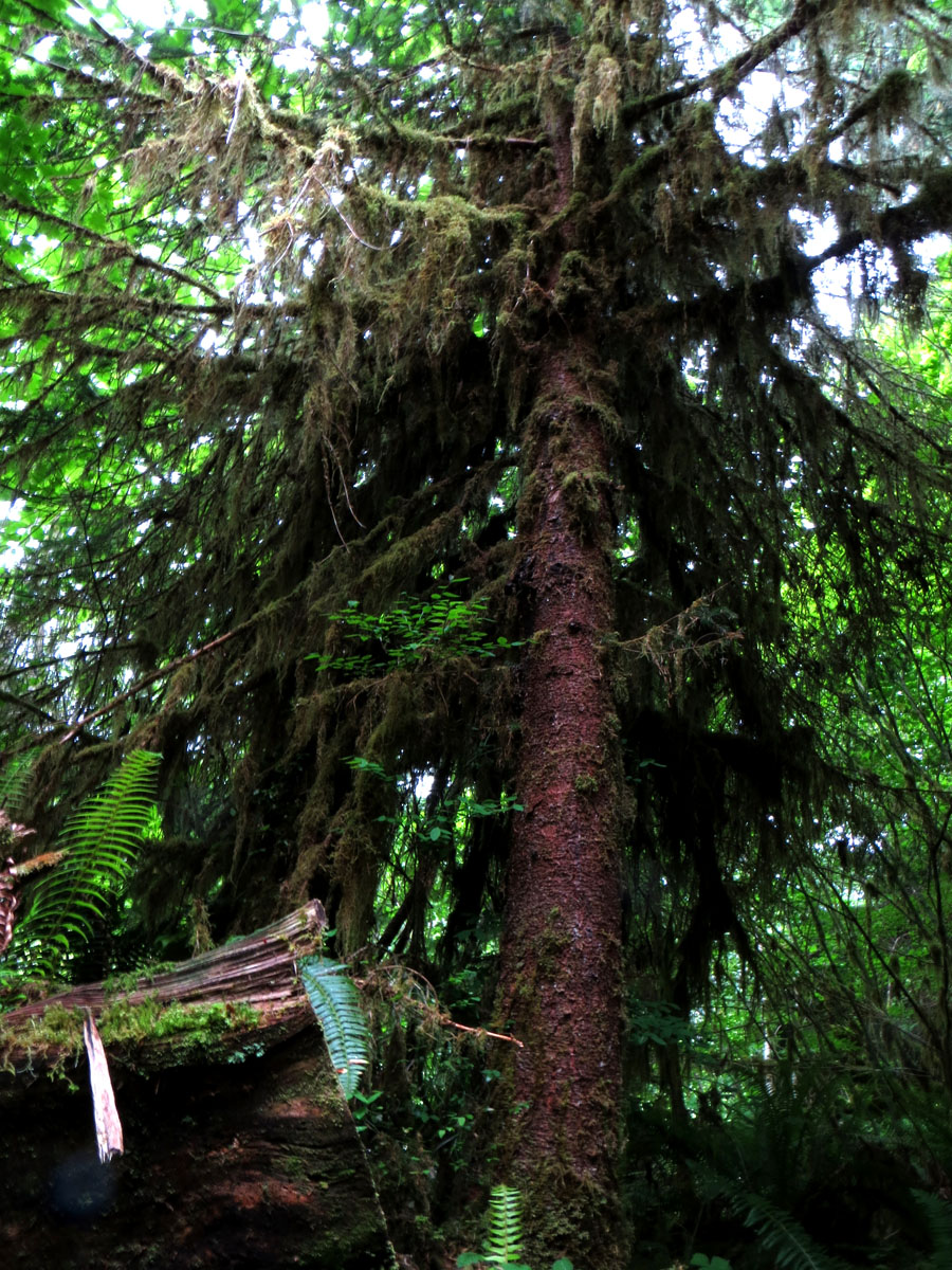 Mount Rainier 2012 286