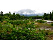 Mount Rainier 2012 298