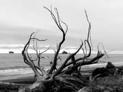 Mount Rainier 2012 325
