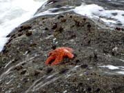 Mount Rainier 2012 349