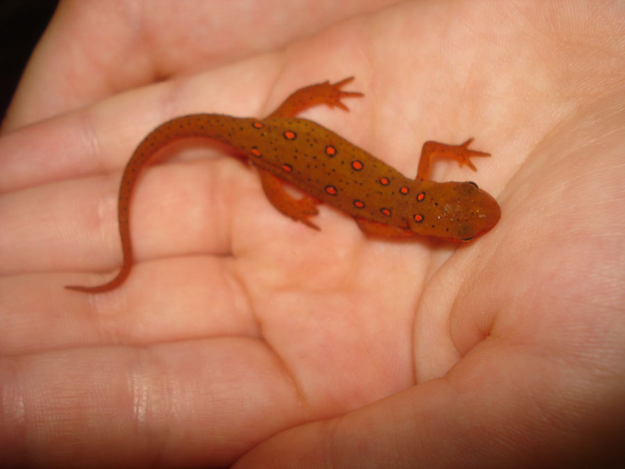 EasternNewt